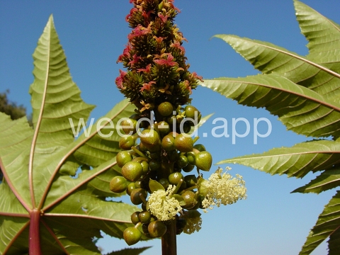 castorbean